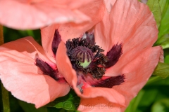 Pink Poppy Close-Up 2