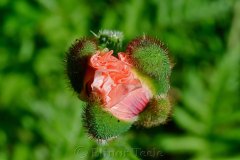 Pink Poppy Emerging