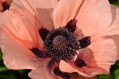 Pink Poppy in June 1