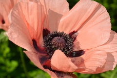 Pink Poppy in June 2