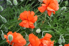 Poppies in May 1