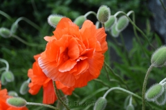 Poppies in May 3