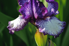 Purple Bearded Iris