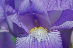 Purple Iris Close-Up