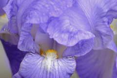 Purple Iris