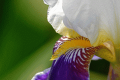 Purple & White Iris