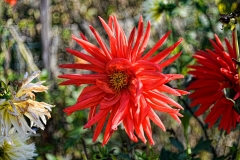 Red Dahlia