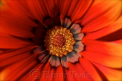 Red Orange Flower