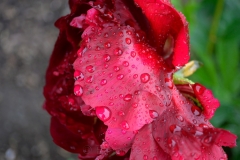 squam-creative-teele-red-peonies-after-the-rain-1