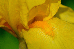 Yellow Iris