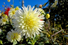 Yellow White Dahlia