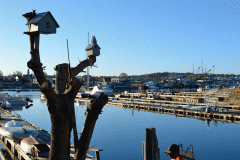 Smith Cove Bird House