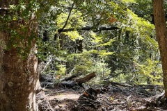 squam-creative-teele-beech-trees-sunshine-1