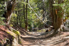 squam-creative-teele-downhill-track-2