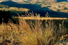 squam-creative-teele-grasses-mount-beetham