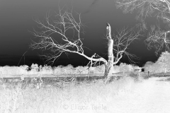 Dead Tree