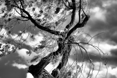 squam-creative-lake-wanaka-tree_1