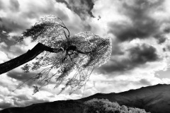 squam-creative-lake-wanaka-tree_2