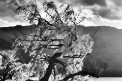 squam-creative-lake-wanaka-tree_3