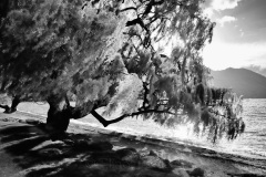 squam-creative-lake-wanaka-tree_4