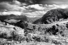 squam-creative-teele-sawpit-gully-view-lion-black-white