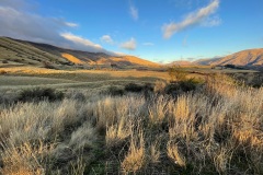squam-creative-teele-crown-range-sheep-sunshine-1
