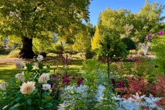squam-creative-teele-queenstown-garden-flowers