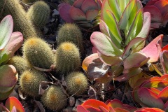 squam-creative-teele-cactus-royal-botanic-gardens-melbourne-1