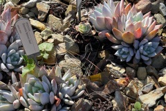squam-creative-teele-cactus-royal-botanic-gardens-melbourne-2