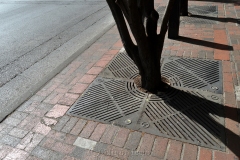 Trees & Grates