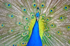 Peacock