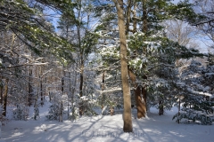 Pasture in January Snows 2