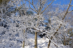 Pasture in February