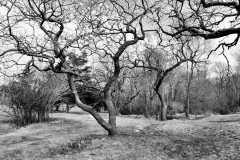 Pasture in April 1