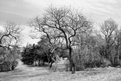 Pasture in April 2