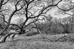 Pasture in April 3