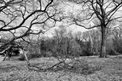 Pasture in April 4