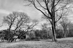 Pasture in April 5