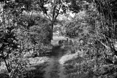 Pasture in Black & White 1