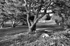 Pasture in Black & White 2