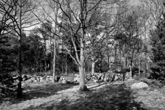 Easter Sunday Trees