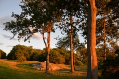 Pasture in the Golden Hour 1