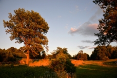 Pasture in the Golden Hour 2