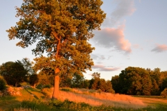 Pasture in the Golden Hour 3