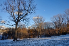 Pasture & Moon in January Snows