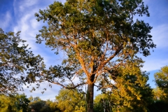 Pasture Tree