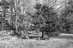 Pasture Trees in March