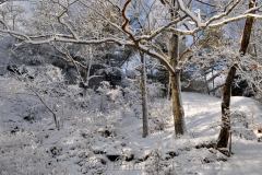 Snowy Pasture