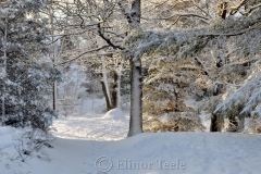 Snowy Pasture Trees