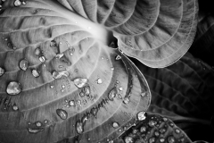 squam-creative-teele-hostas-after-the-rain-1
